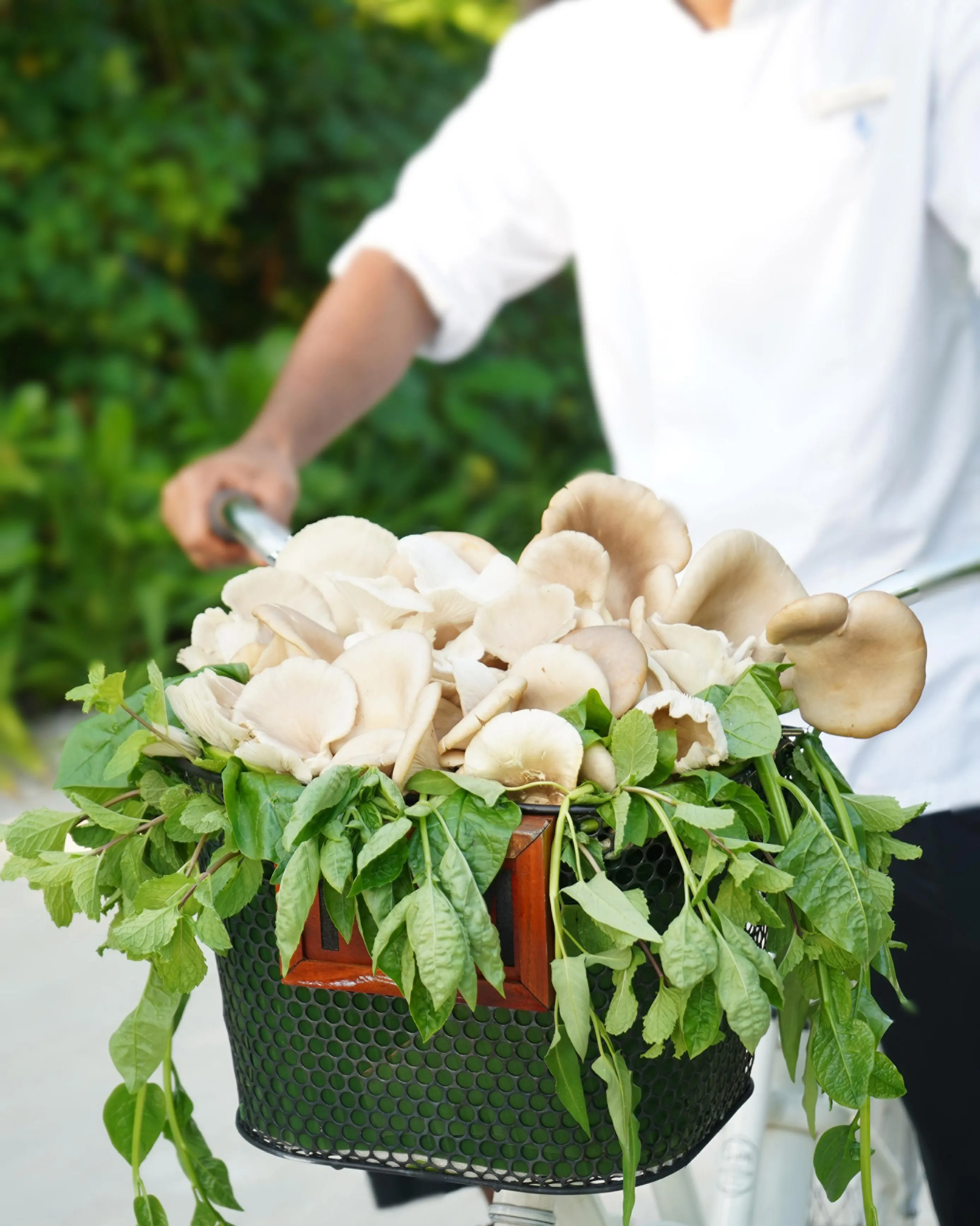 Mushroom Mission at Four Seasons Resorts Maldives