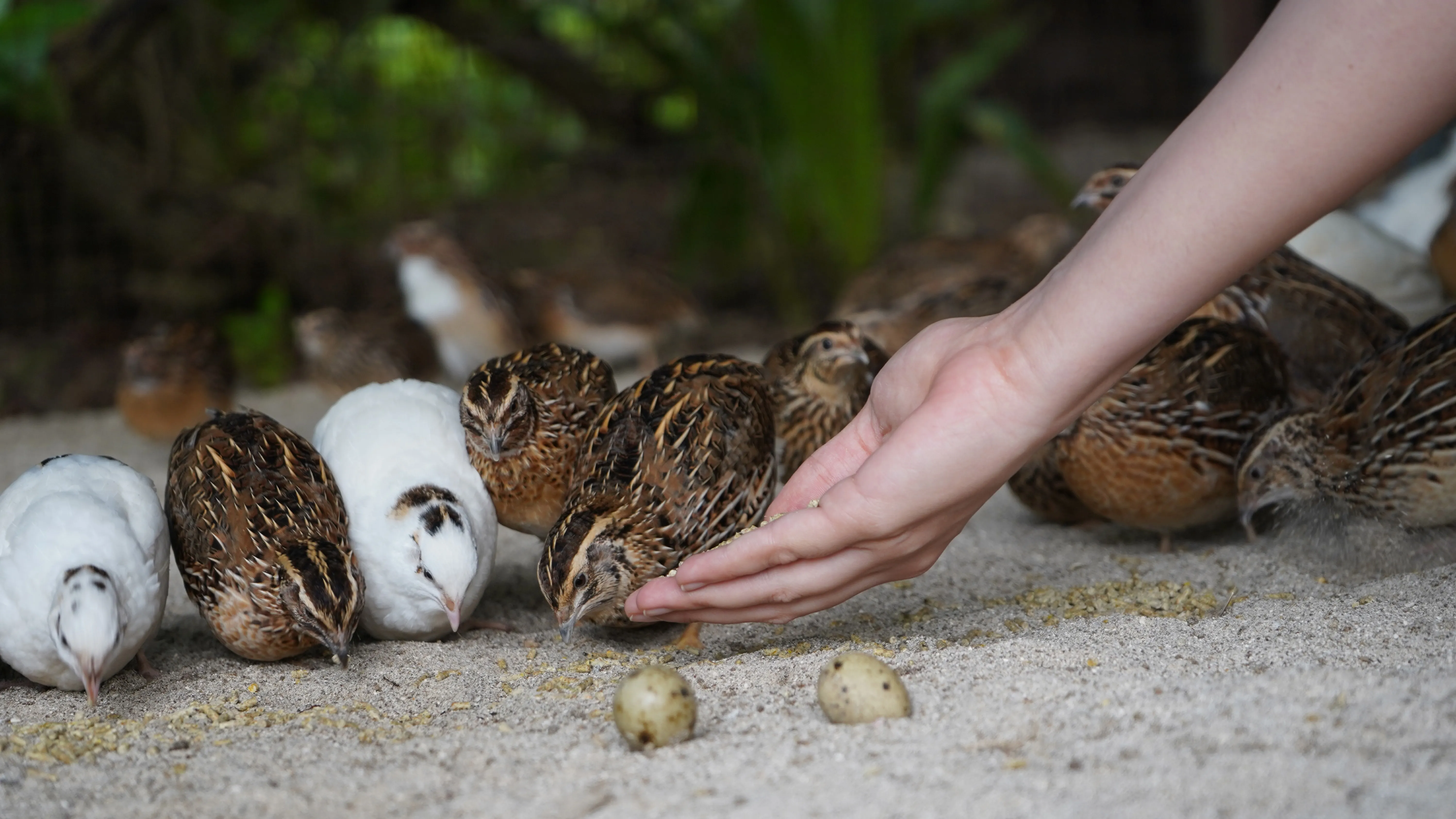 Planetary Wellbeing at Four Seasons Resorts Maldives (2)