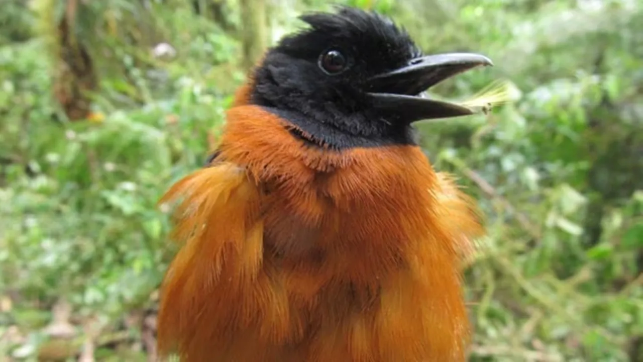 Toxic Bird 1