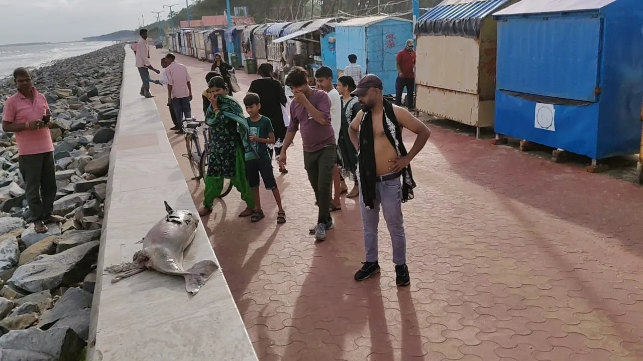 Digha  ,sea beach,  dead dolphin,  dolphin  ,marine animal  ,coastline,  environment,দিঘা,  সমুদ্র সৈকত,  মৃত ডলফিন,  ডলফিন,  সমুদ্র প্রাণী,  উপকূল,  পরিবেশ