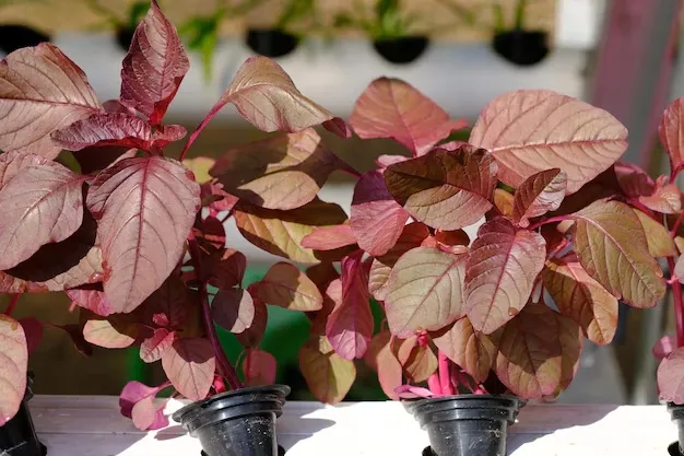 Growing Spinach Plant At Home 