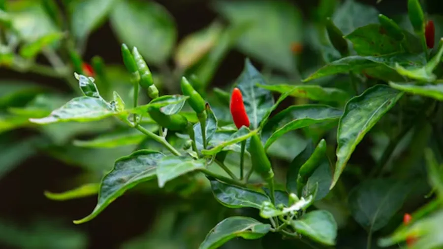 Growing Kanthari
