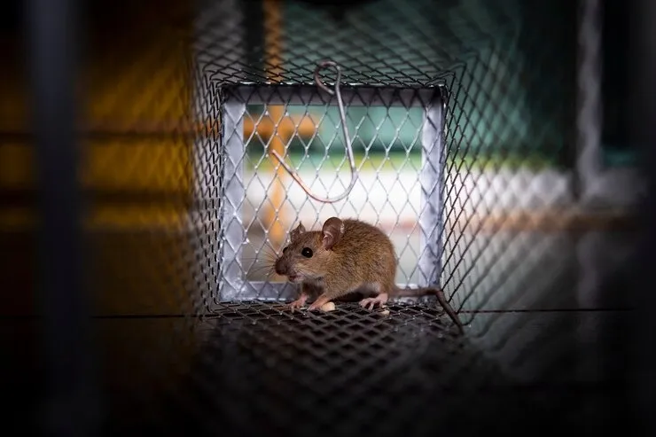 Get Rid Of Rats From Home 1