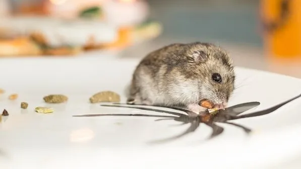 Get Rid Of Rats 1
