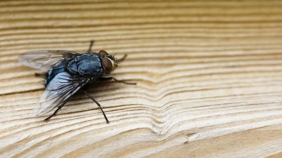 Eliminate Flies From Kitchen 1