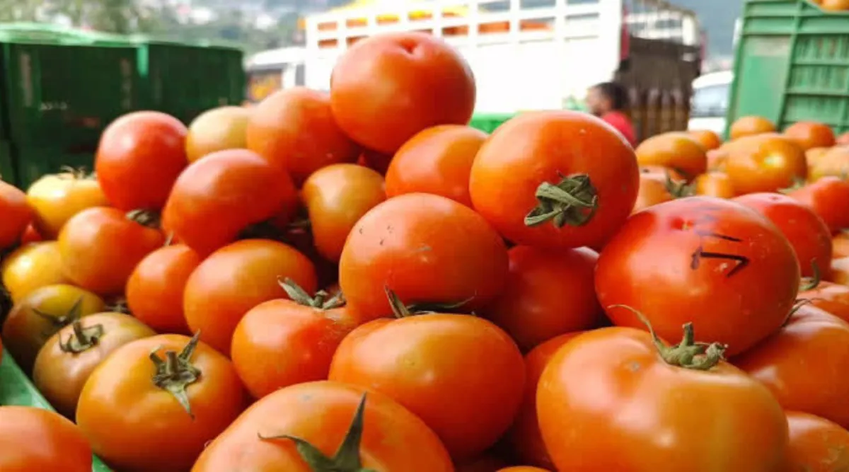 Tomato