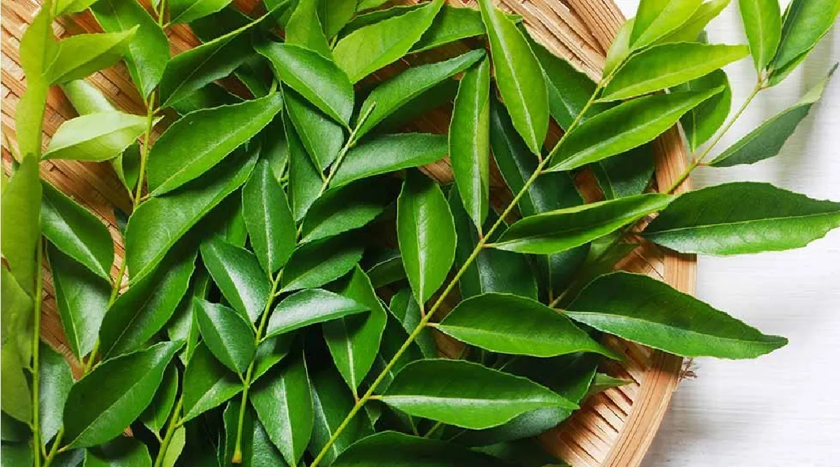 Curry leaves