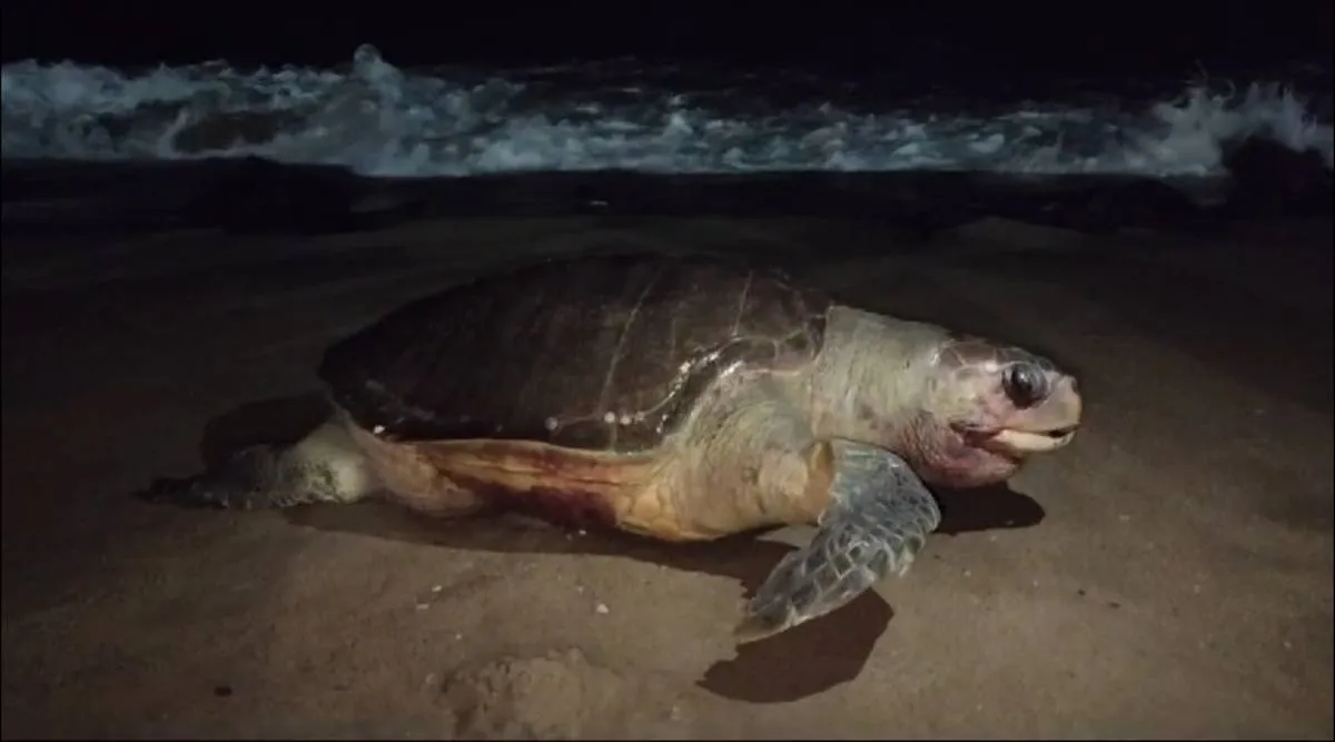 dead turtle