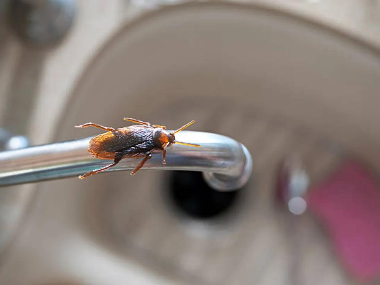 cockroaches