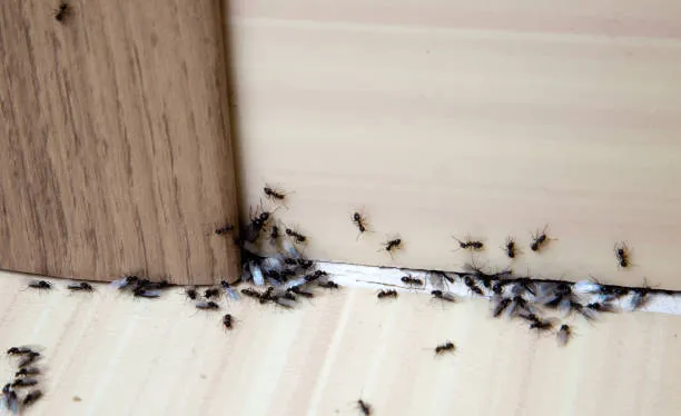 ants