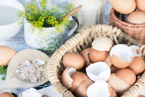 egg
