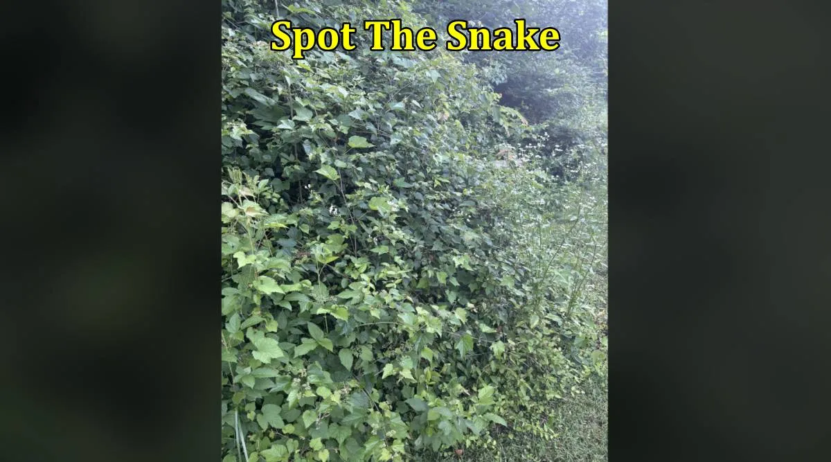 Bush Snake 1