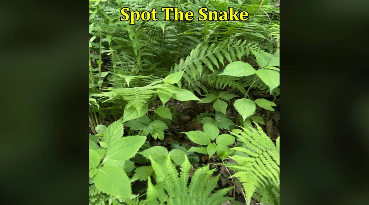 Snake in plant 1