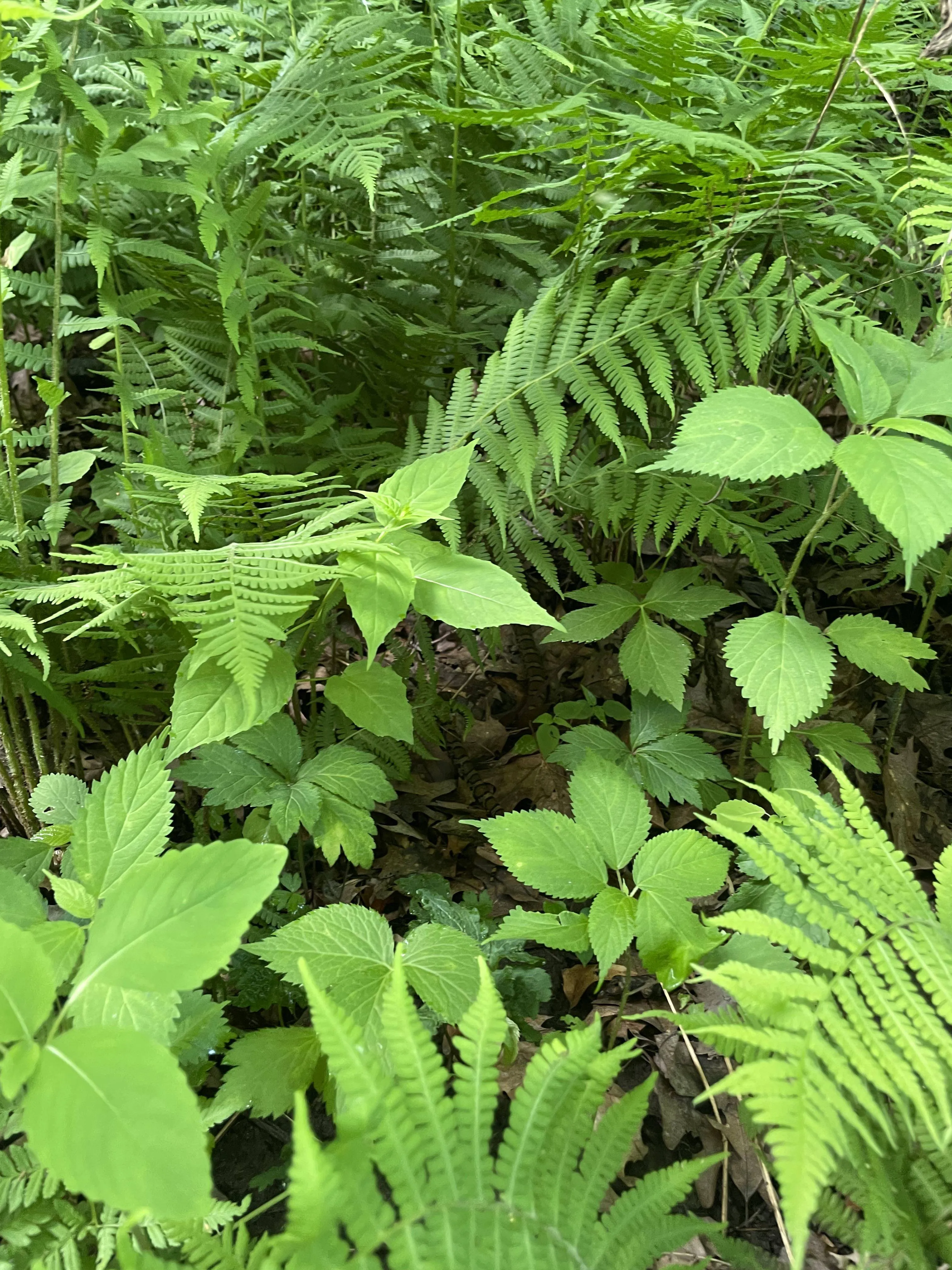 Snake in plant 2