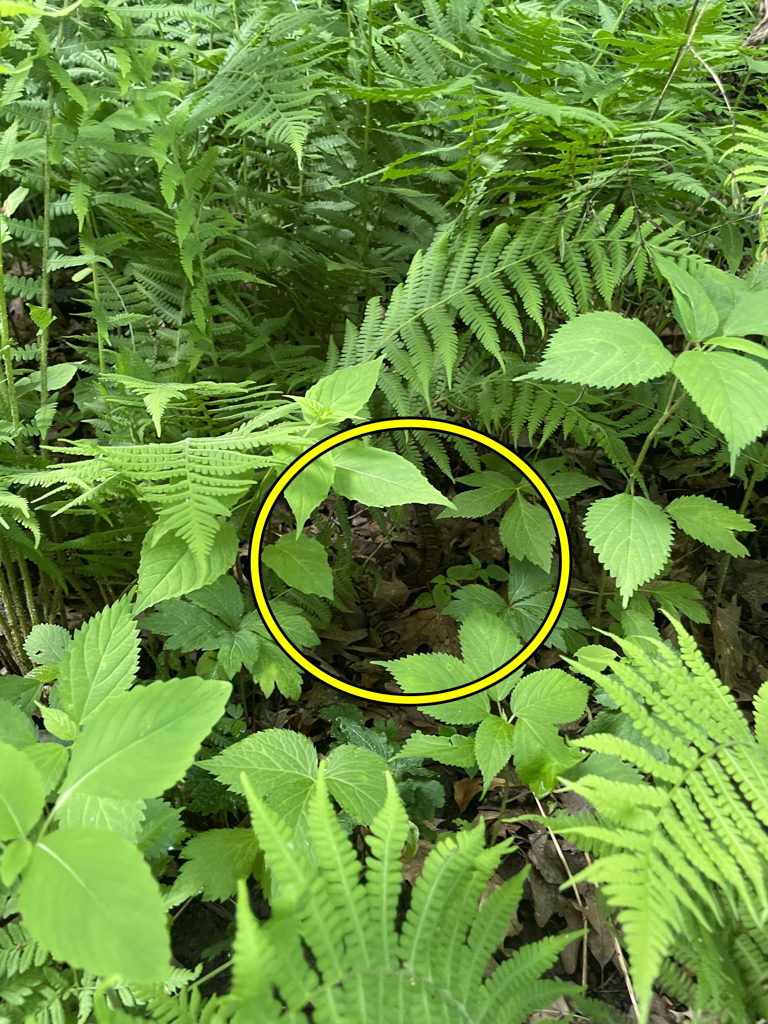 Snake in plant 3