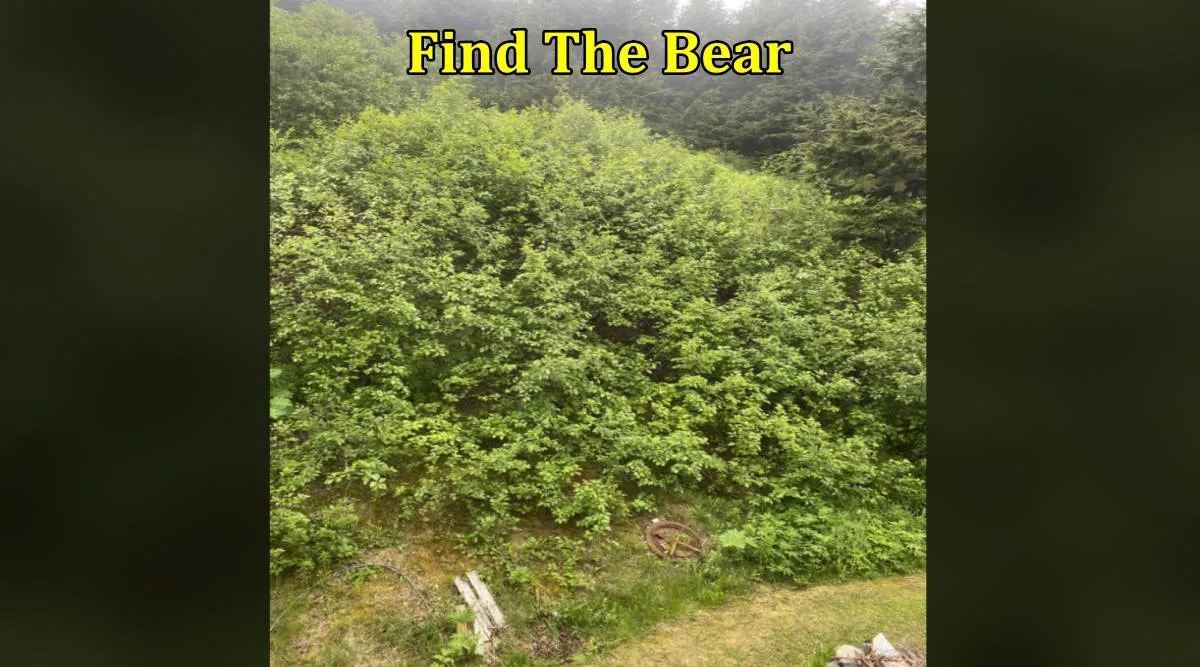 find bear 1