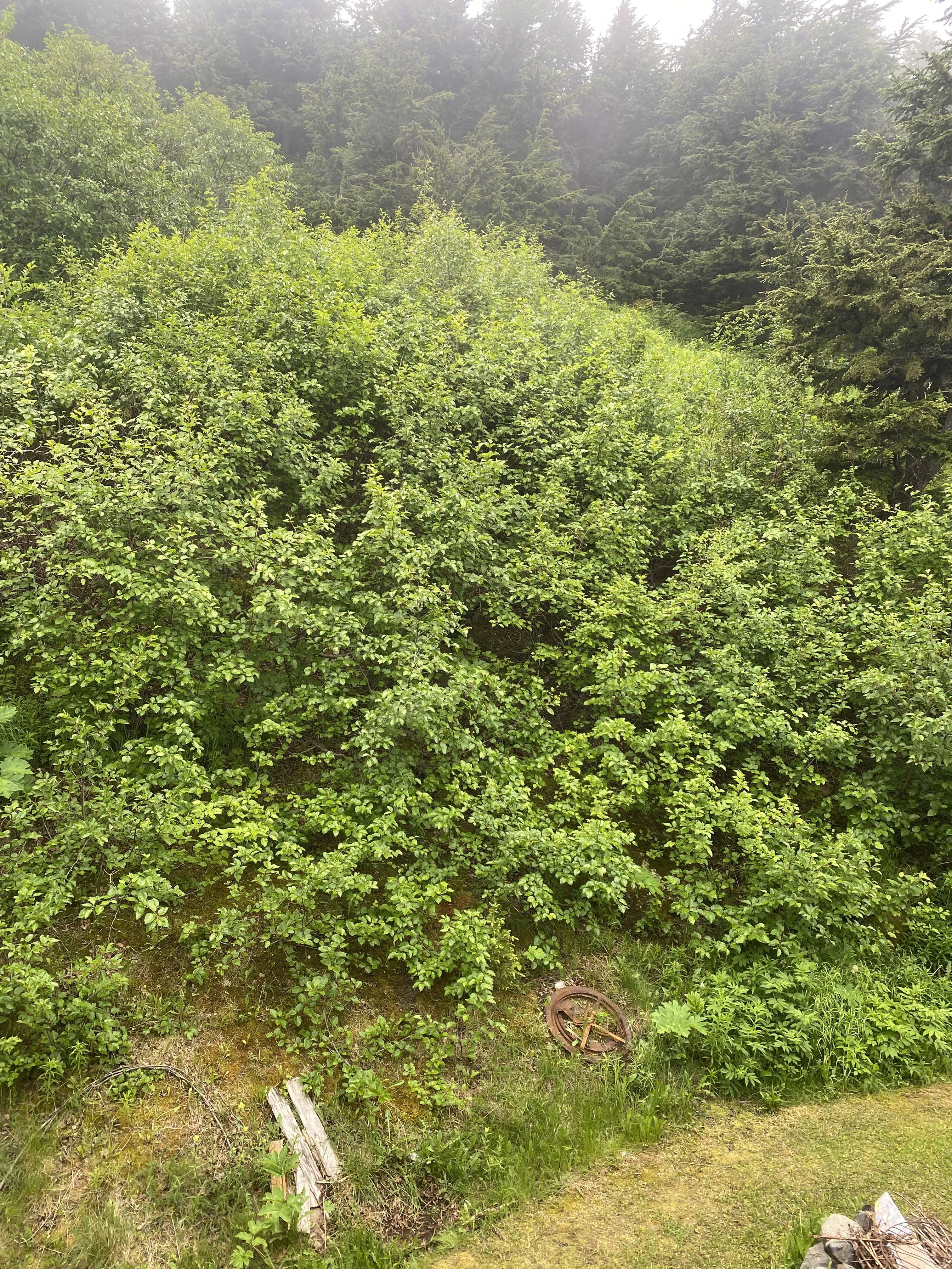 find bear 2