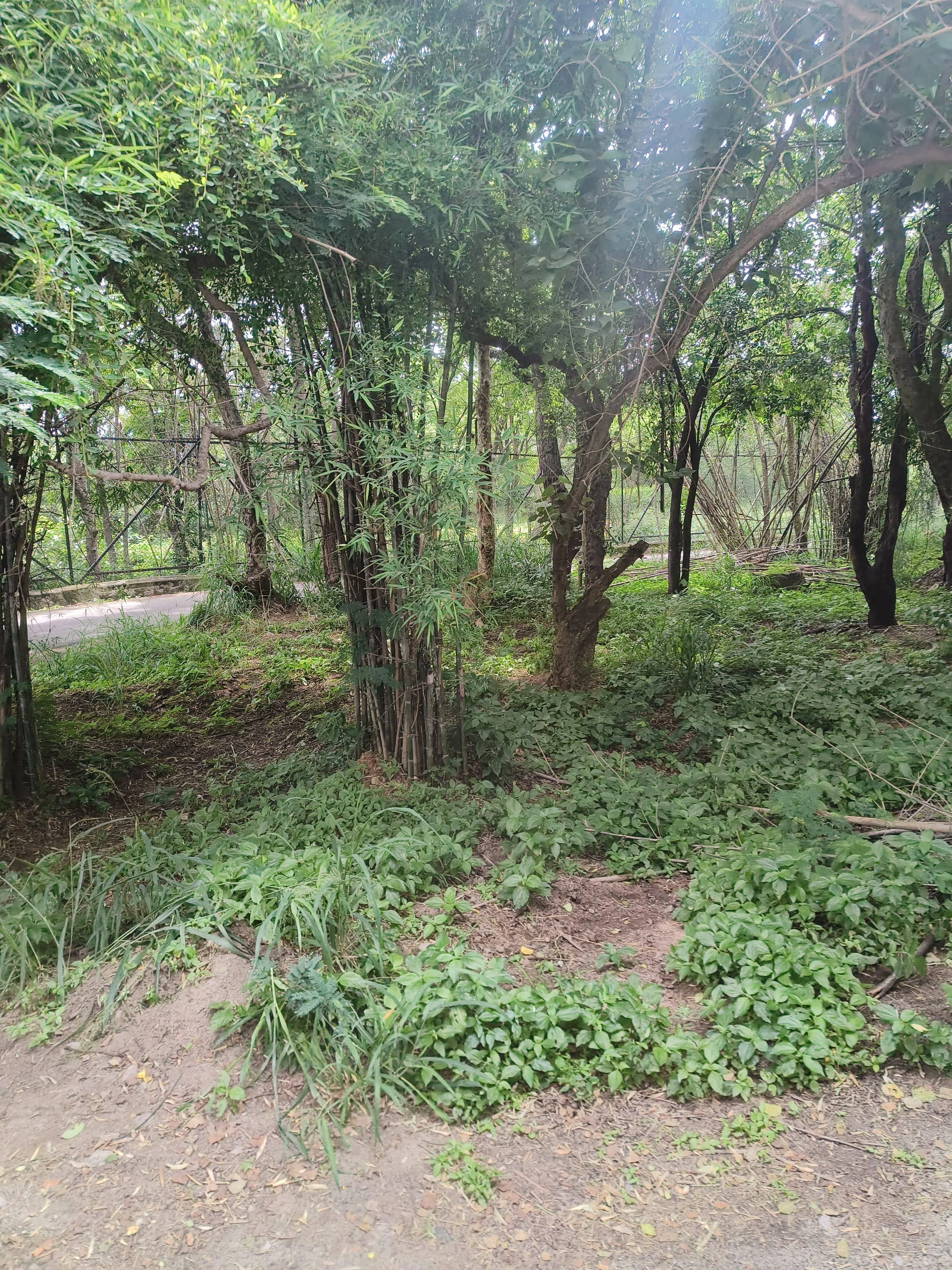 Find The King of Jungle 2
