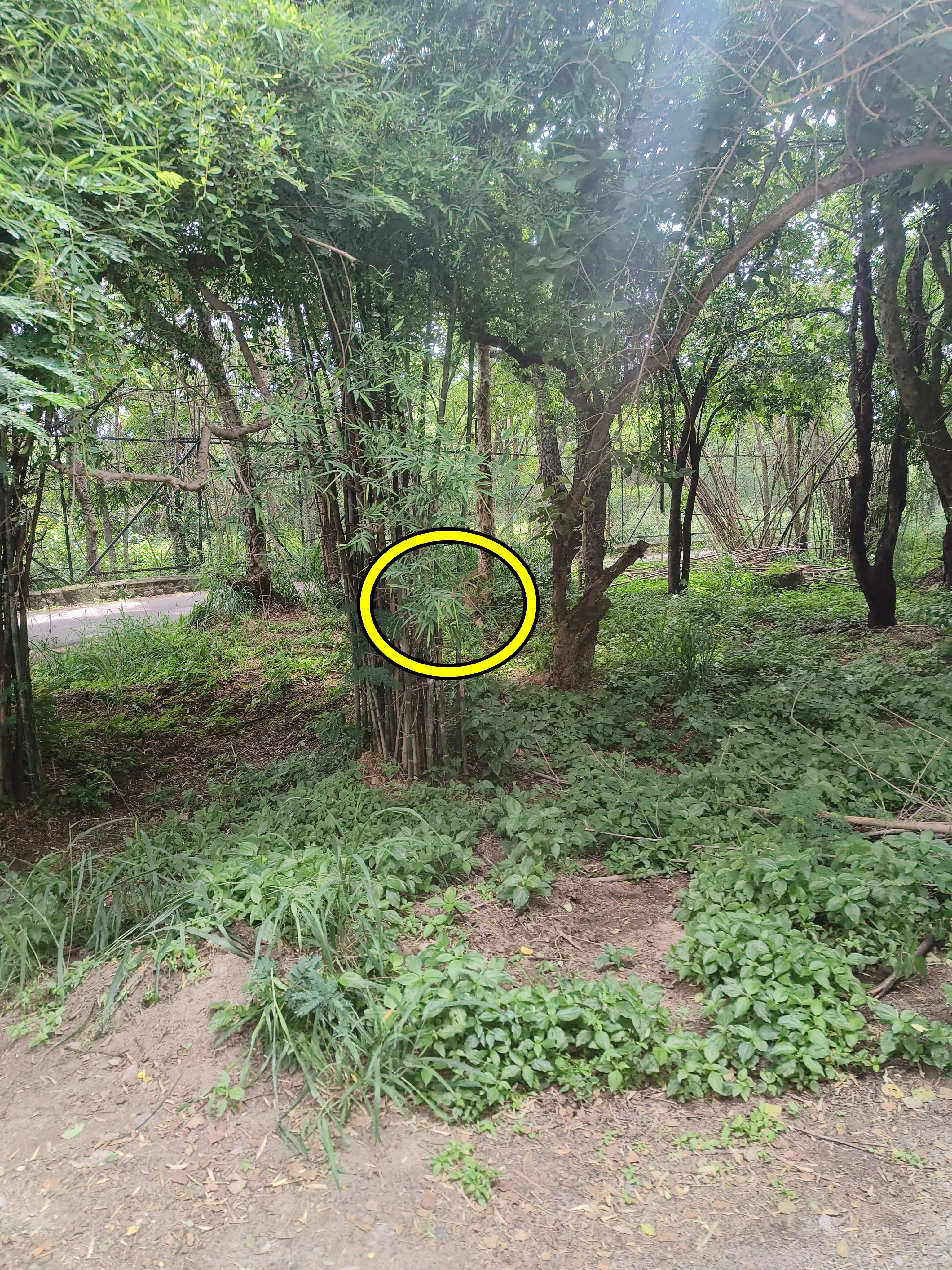 Find The King of Jungle 3