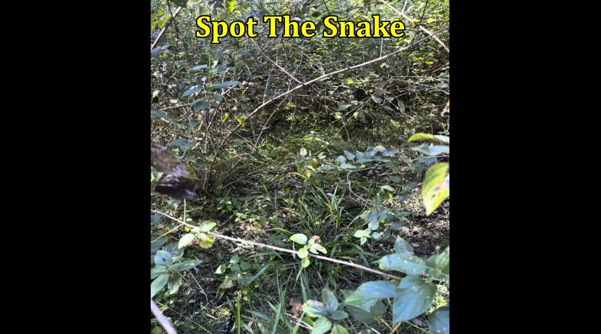Snake in 1