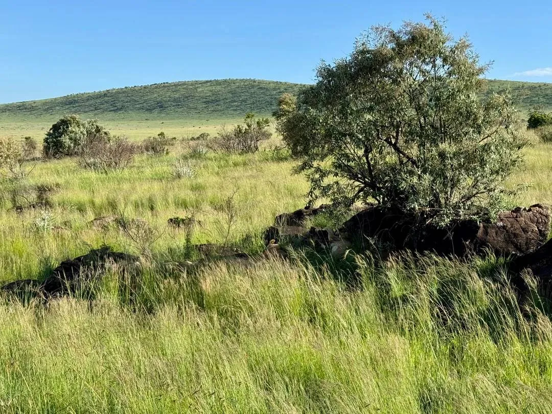 Find the three sleeping lions 2