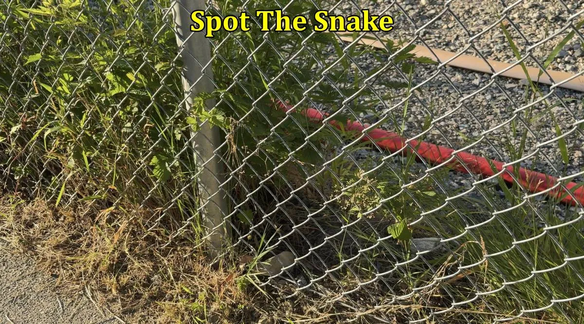 Snake fence 1