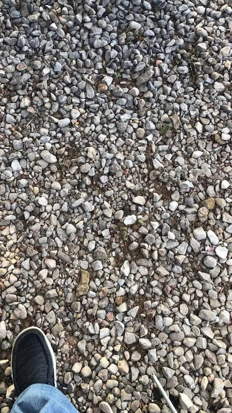 Snake among stones 2