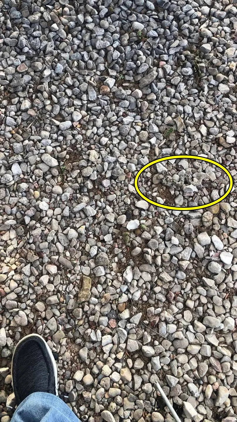 Snake among stones 3
