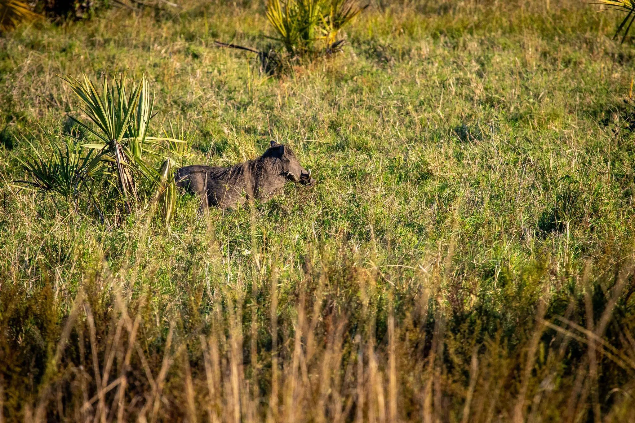 Lion bore 2