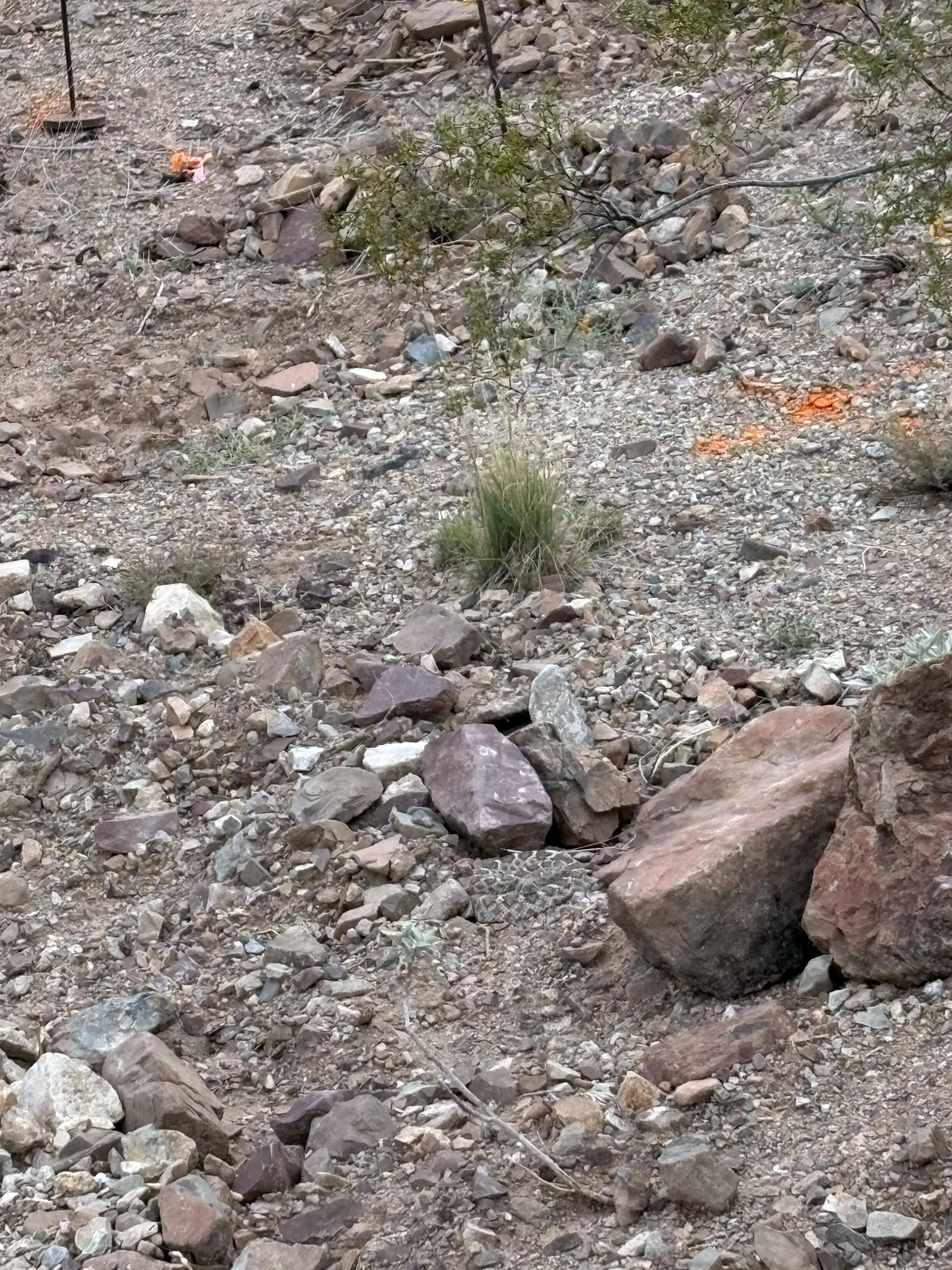 Snake picture 2