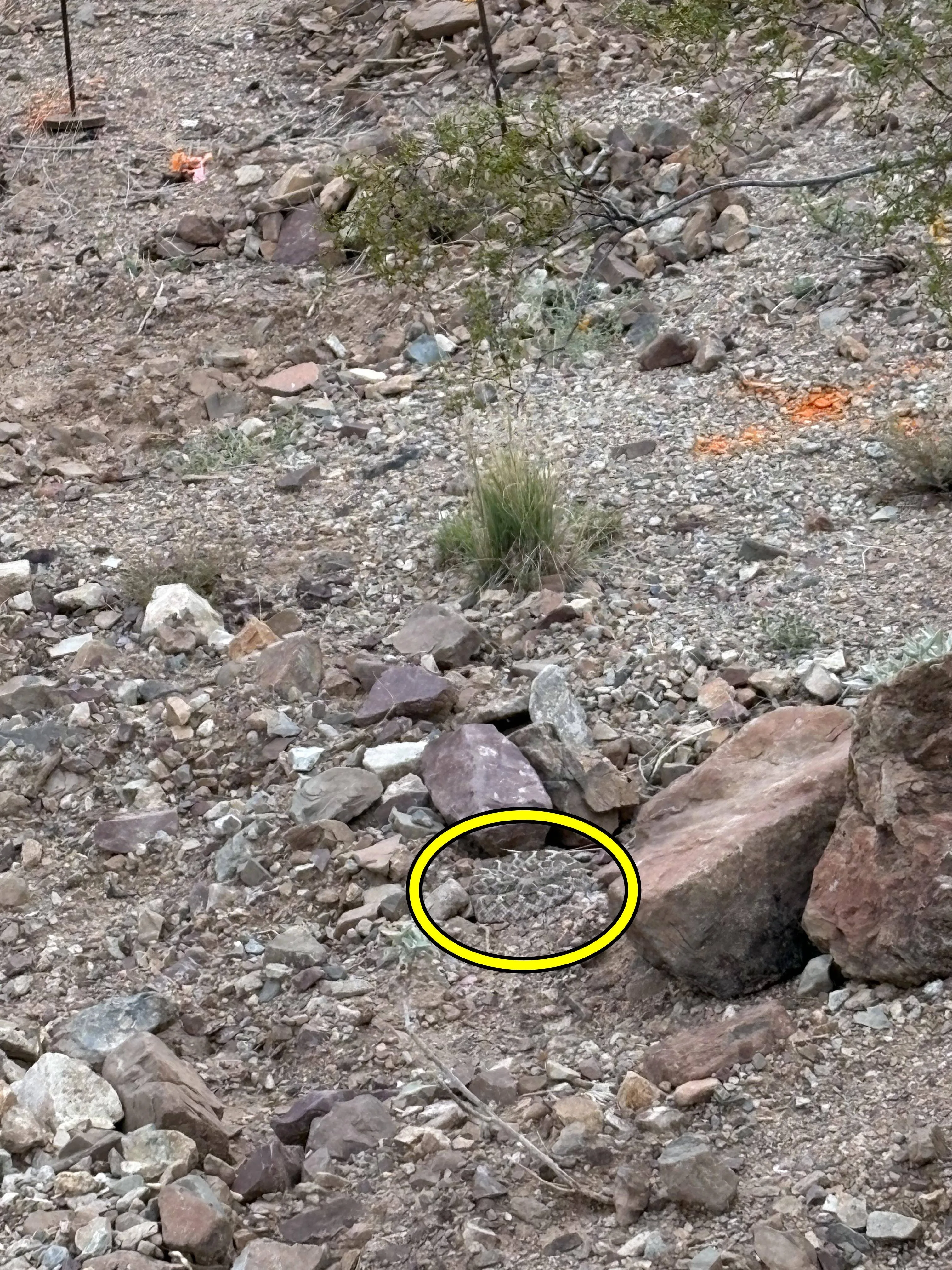 Snake picture 3