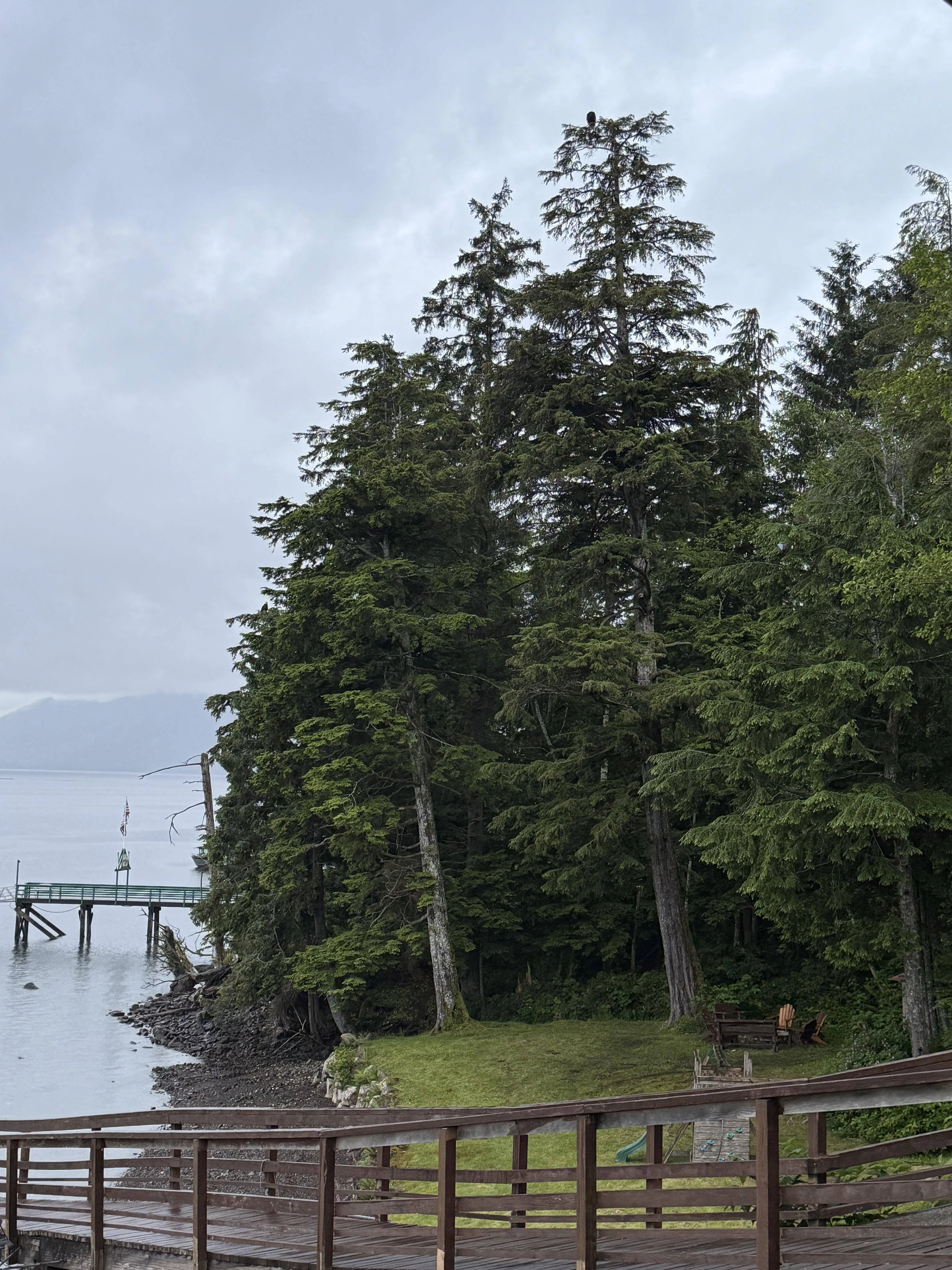 Bald eagles 2