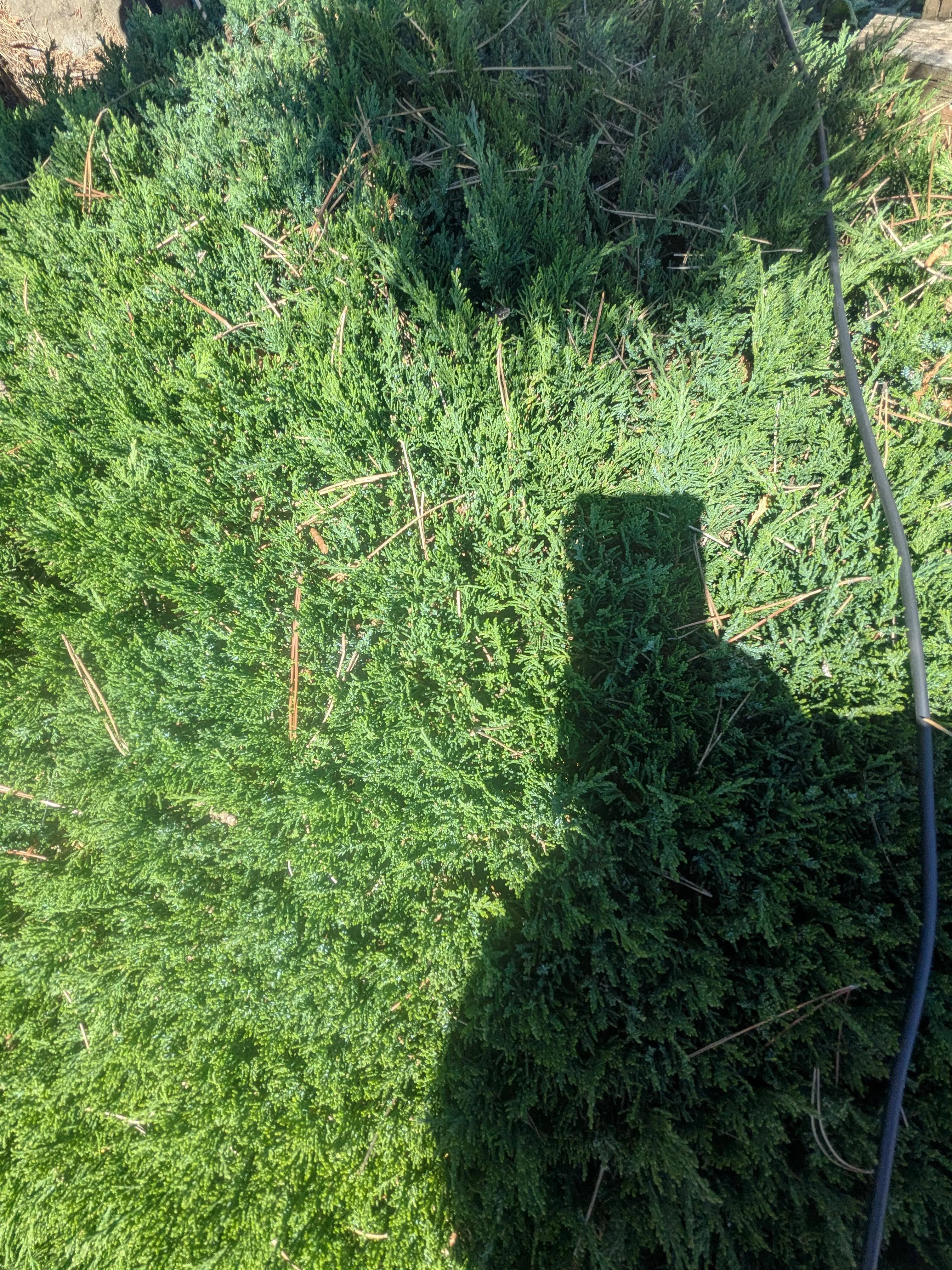 SPS serpent 2