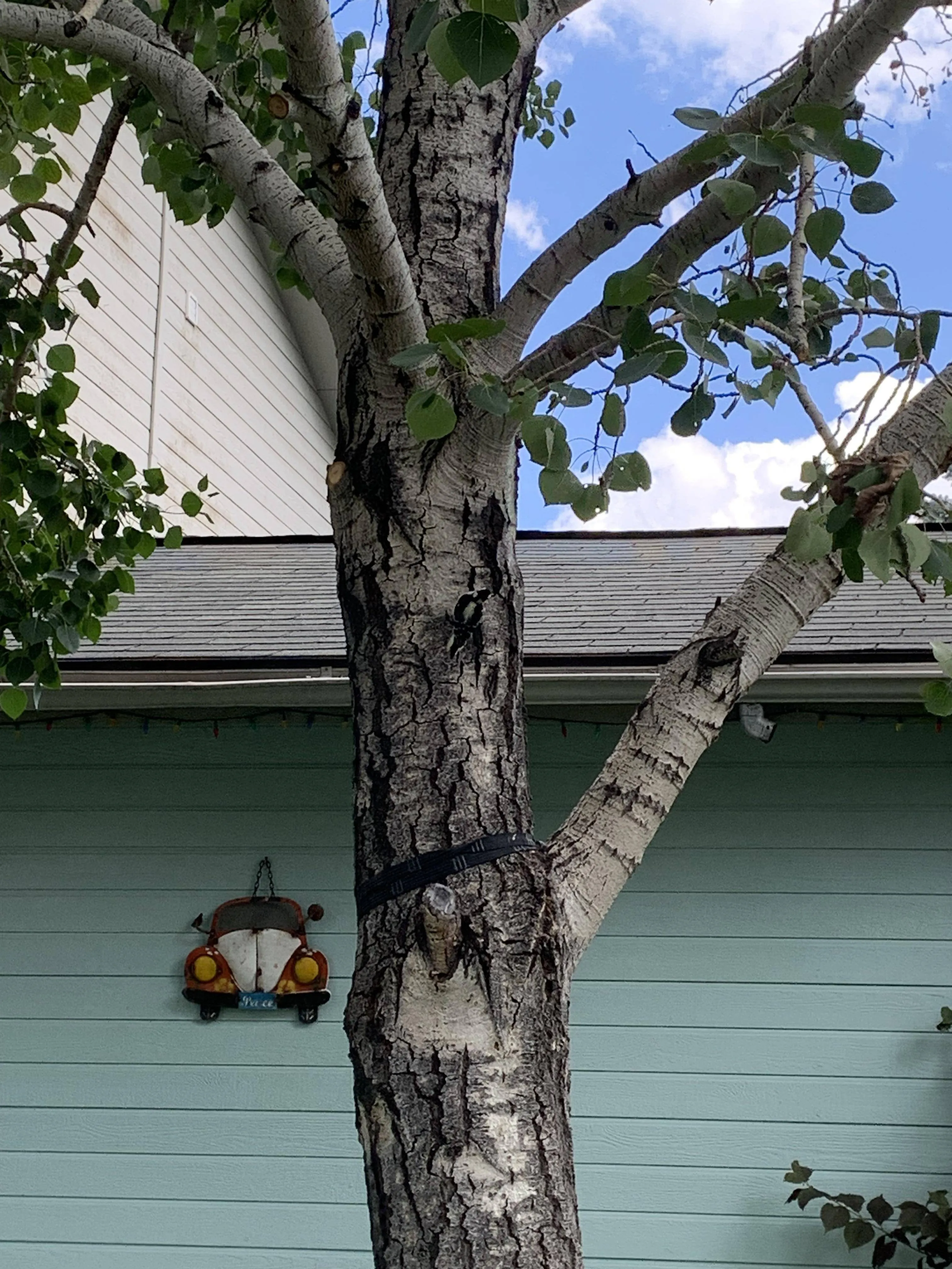Woodpecker 2