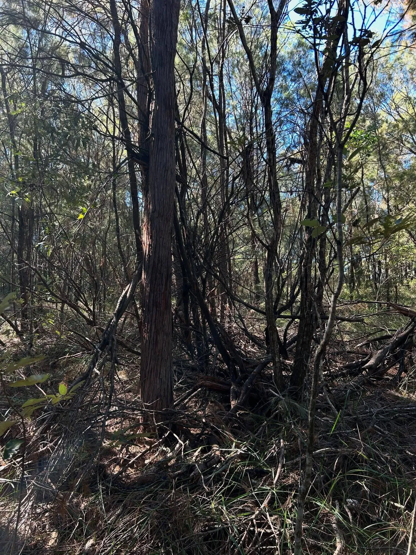 Spot the Snake here 2