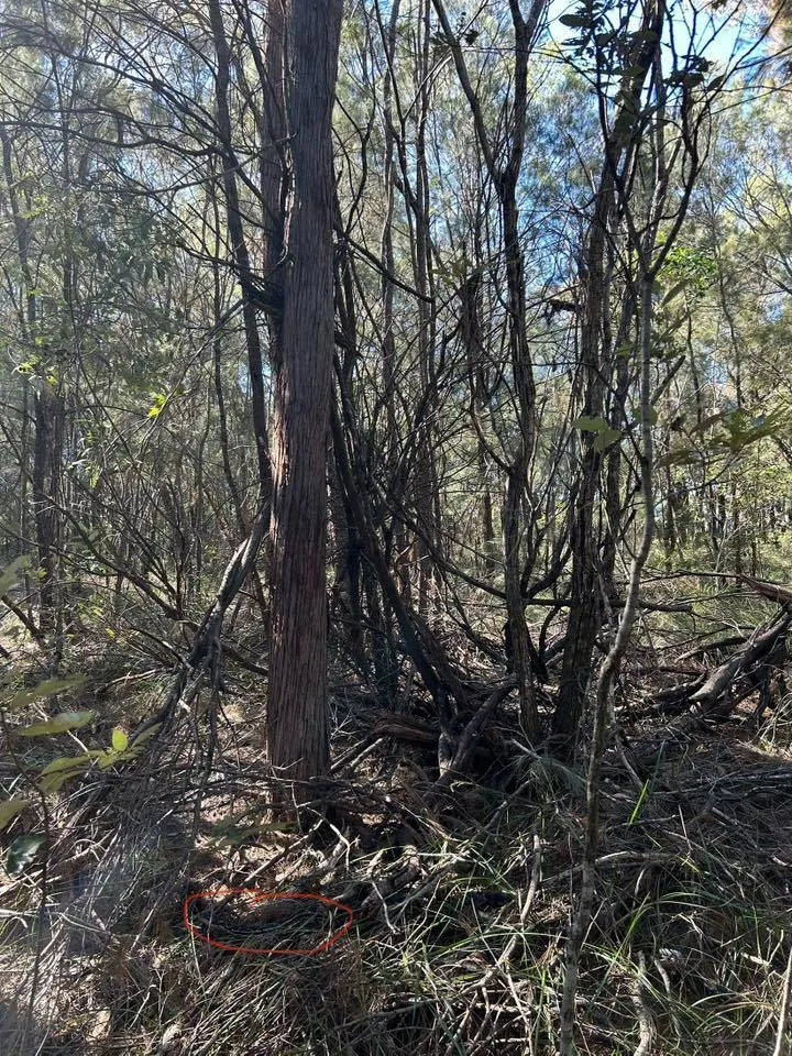 Spot the snake here 3