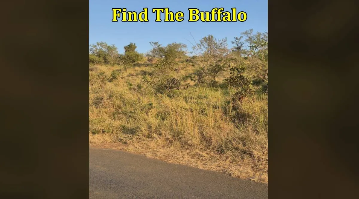buffallo 1