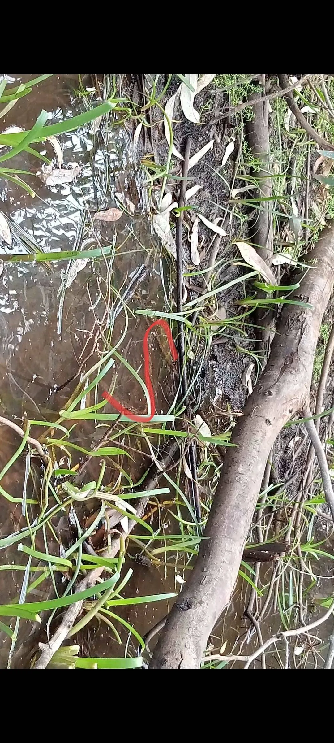 Snake three 3