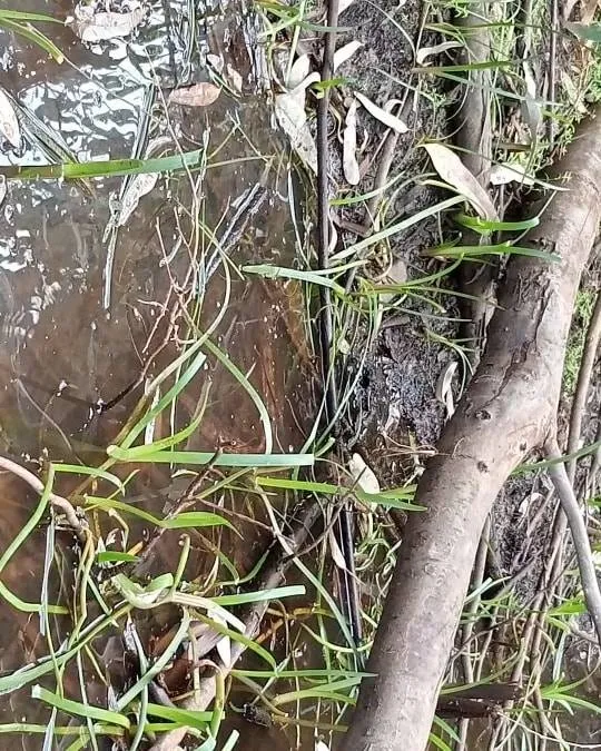 Snake two 2