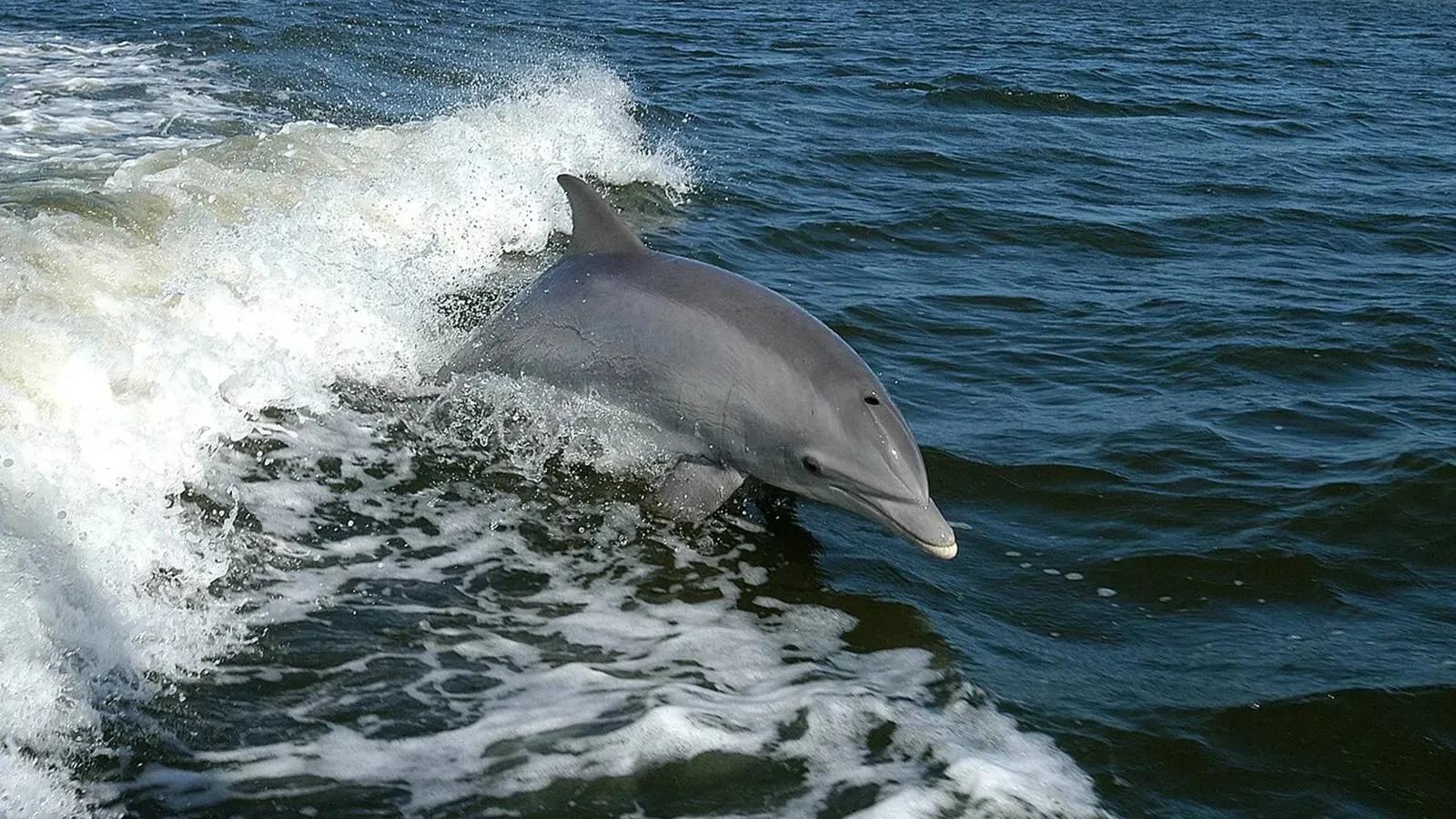 dolphins