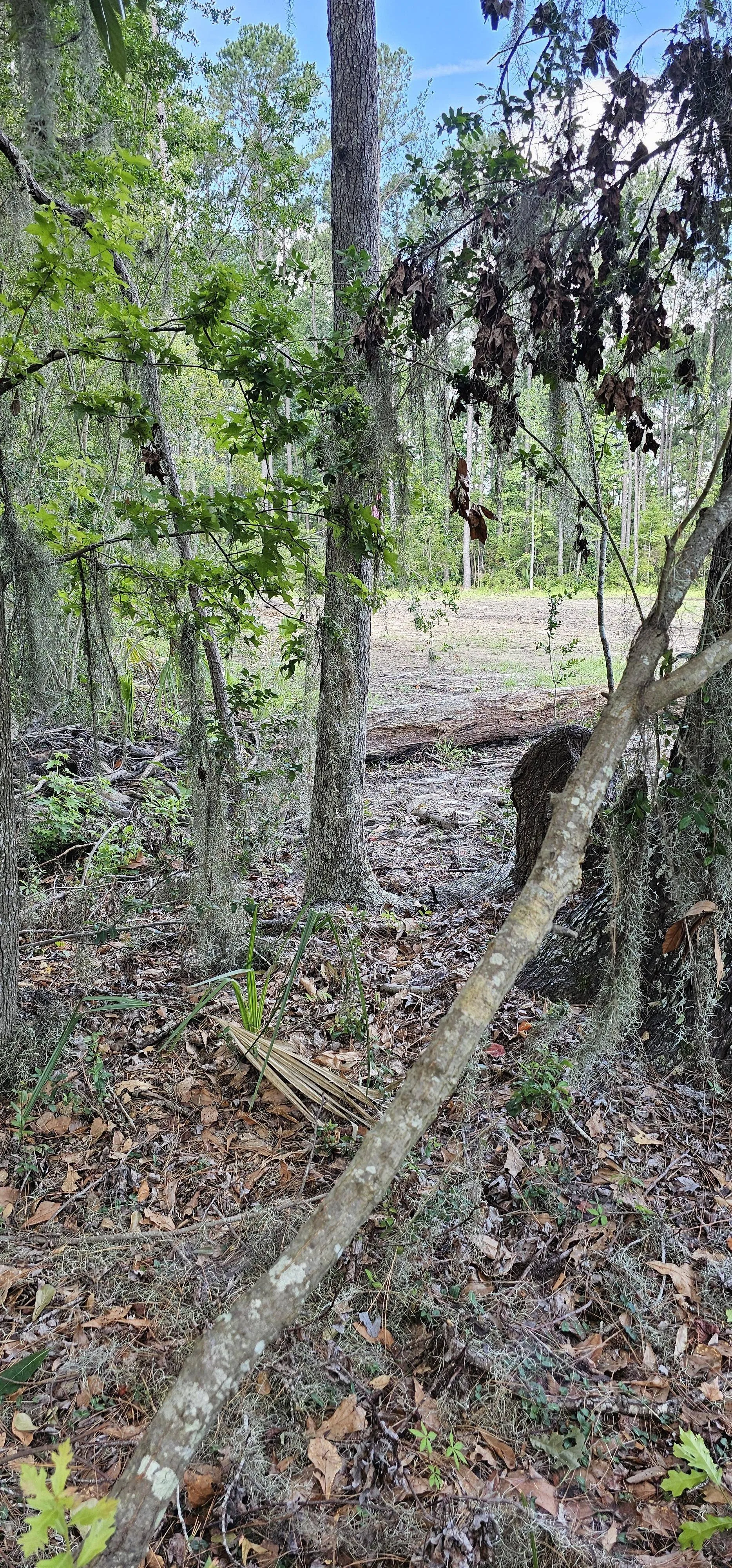 Snake among tree 2