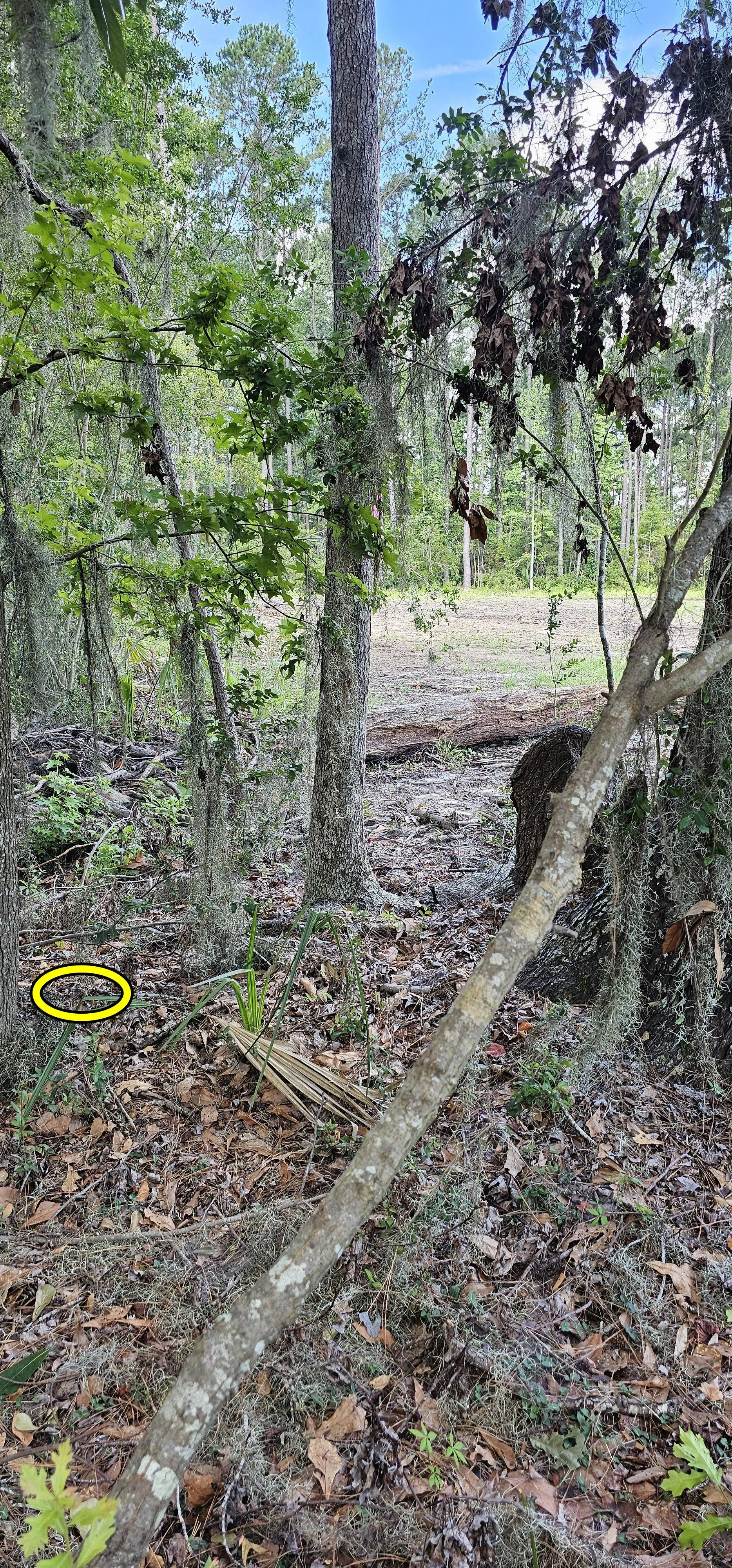 Snake among tree 3