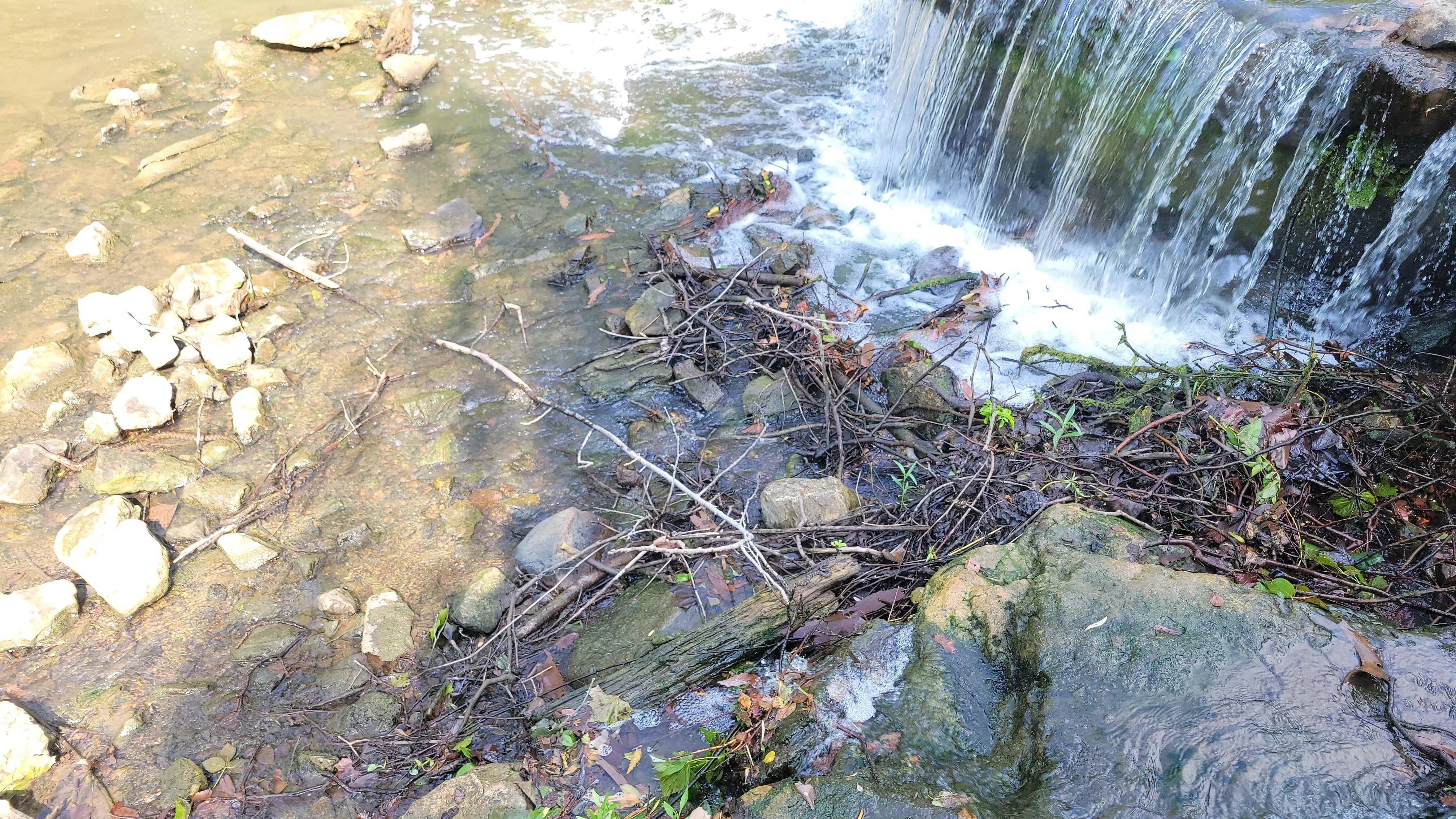 Find 3 snakes 2