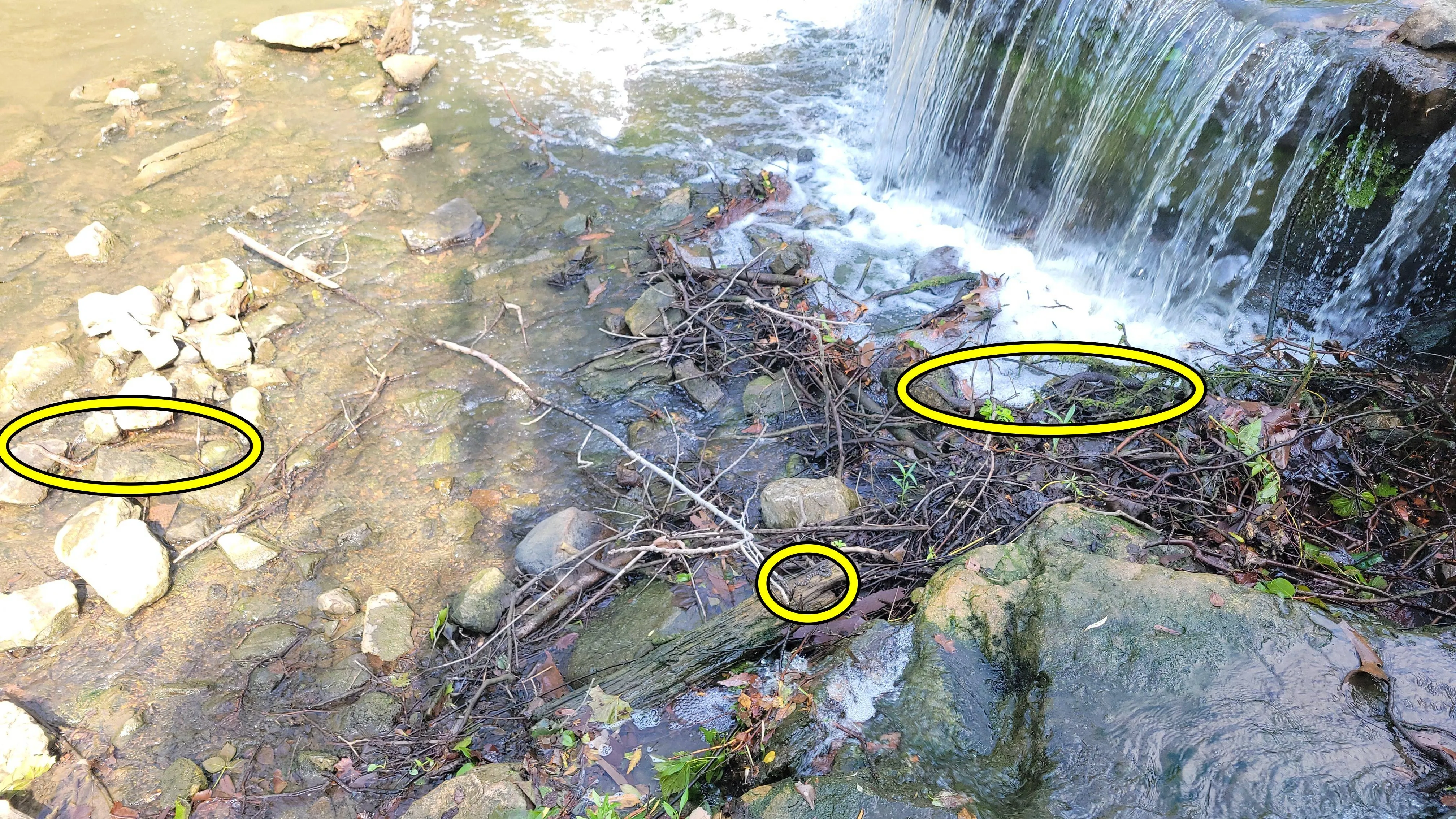 Find 3 snakes 3