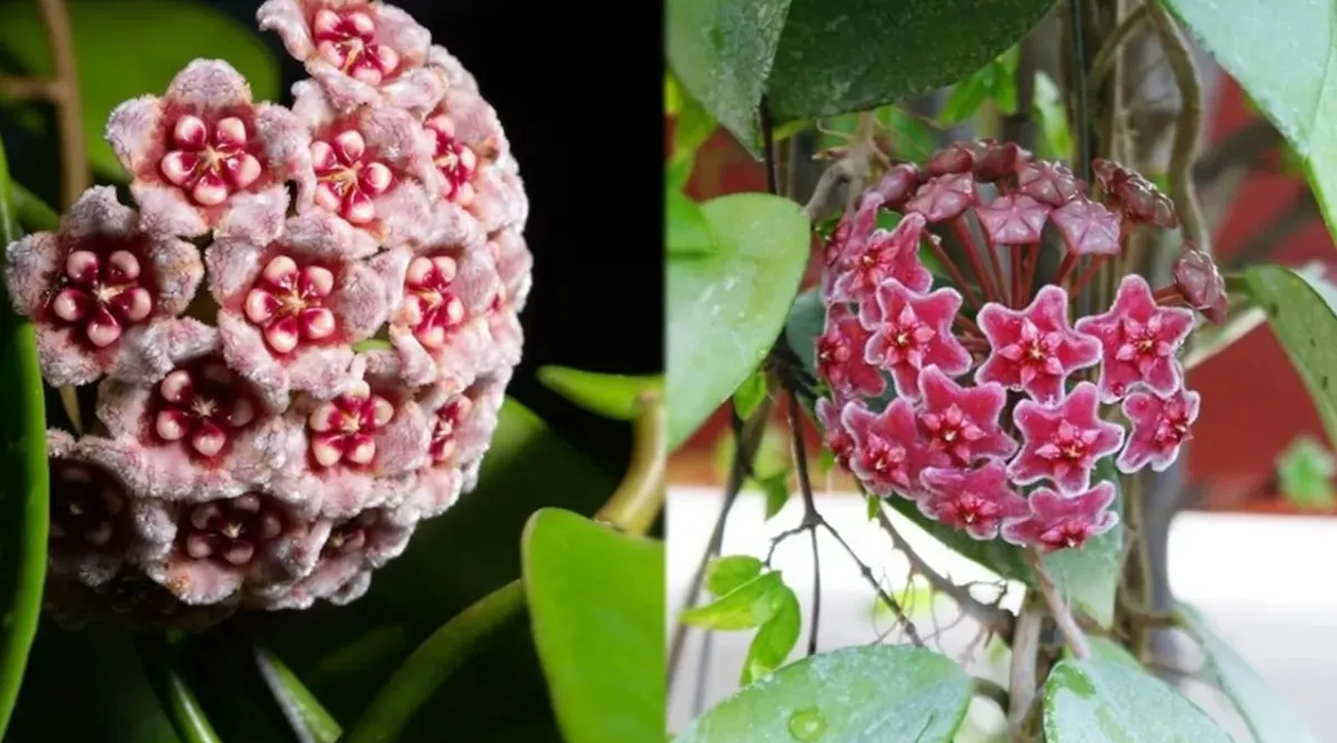 hoya 1