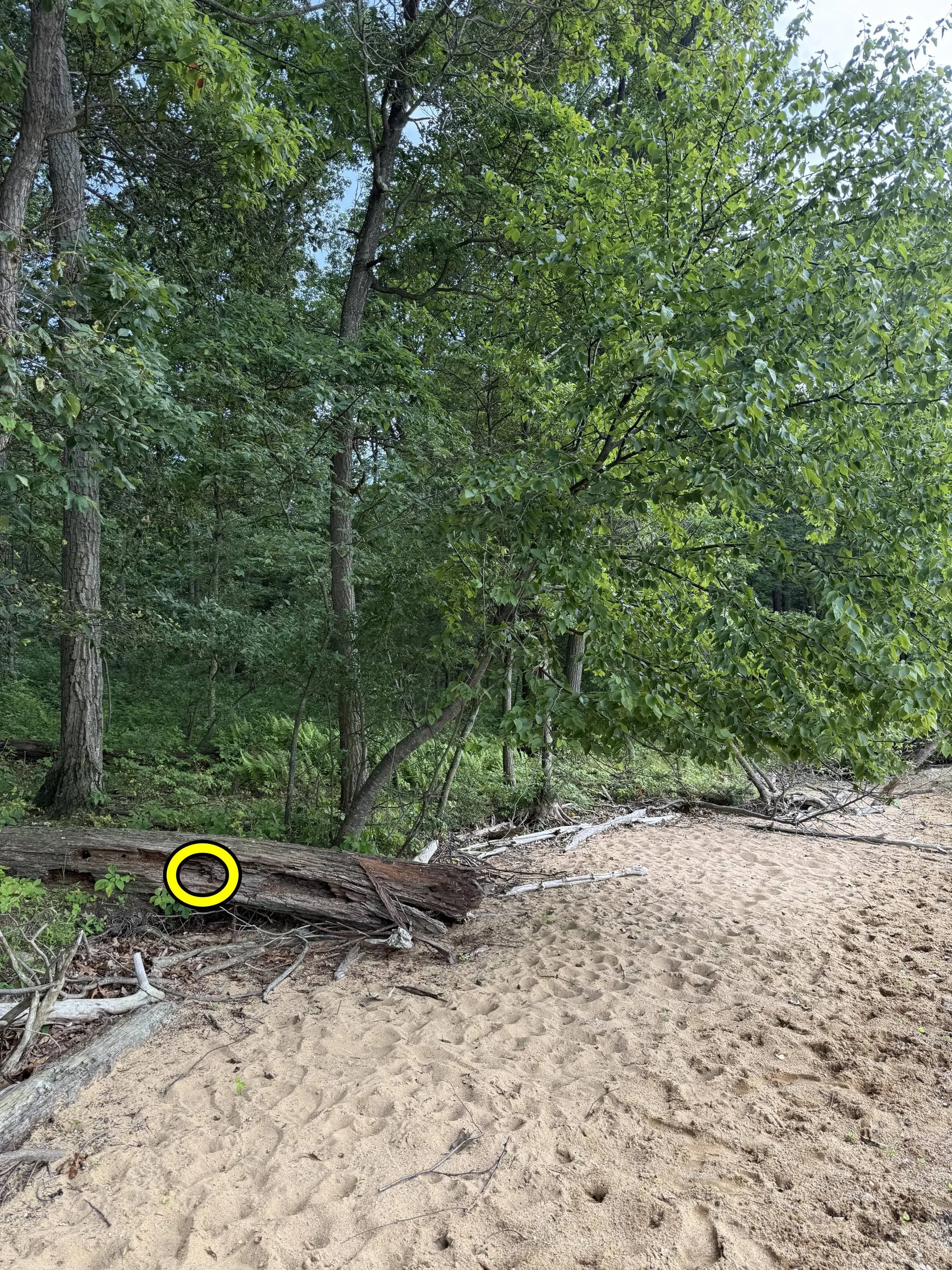 spot dangerous snake 4