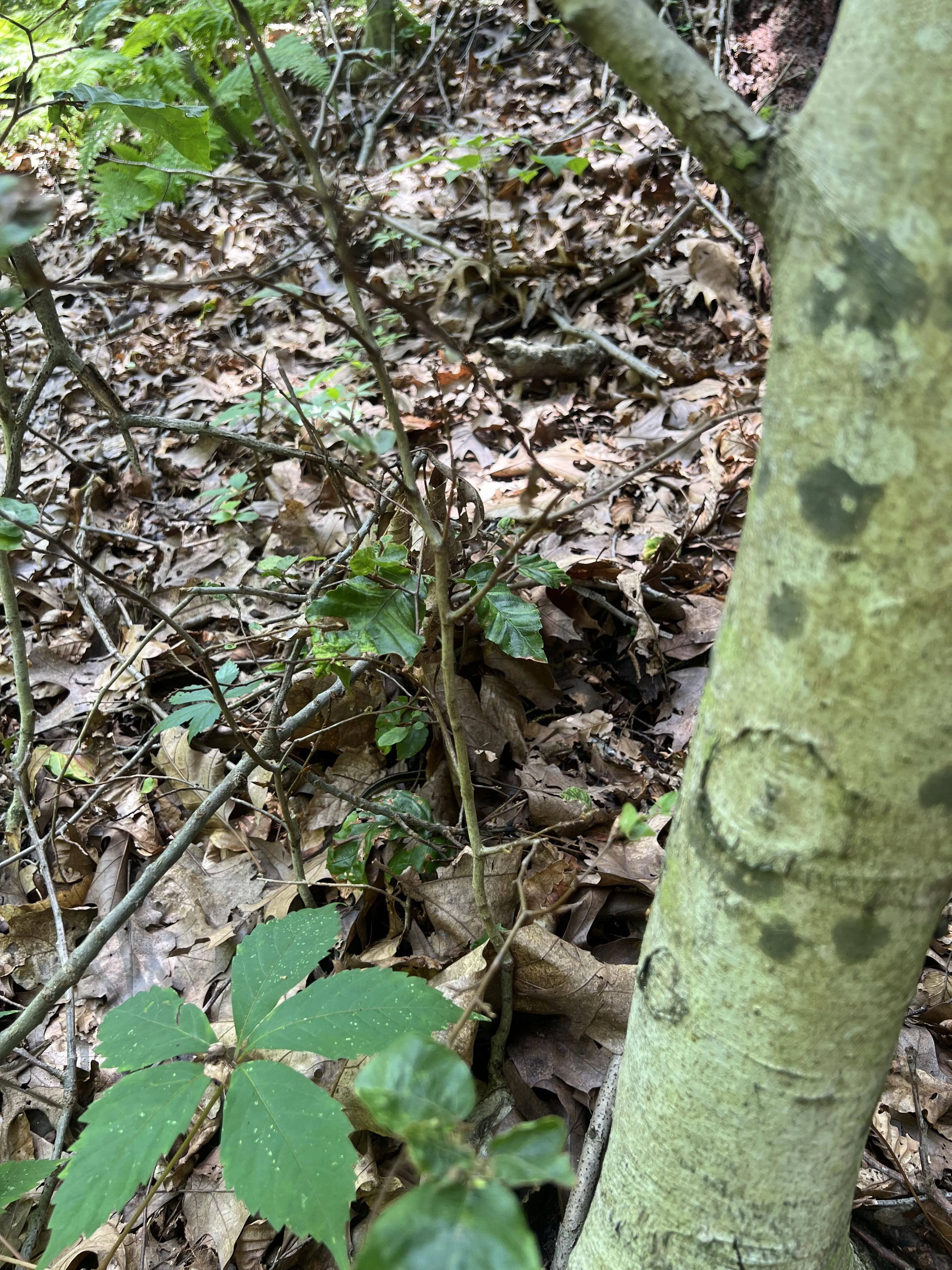 Snake under tree 2