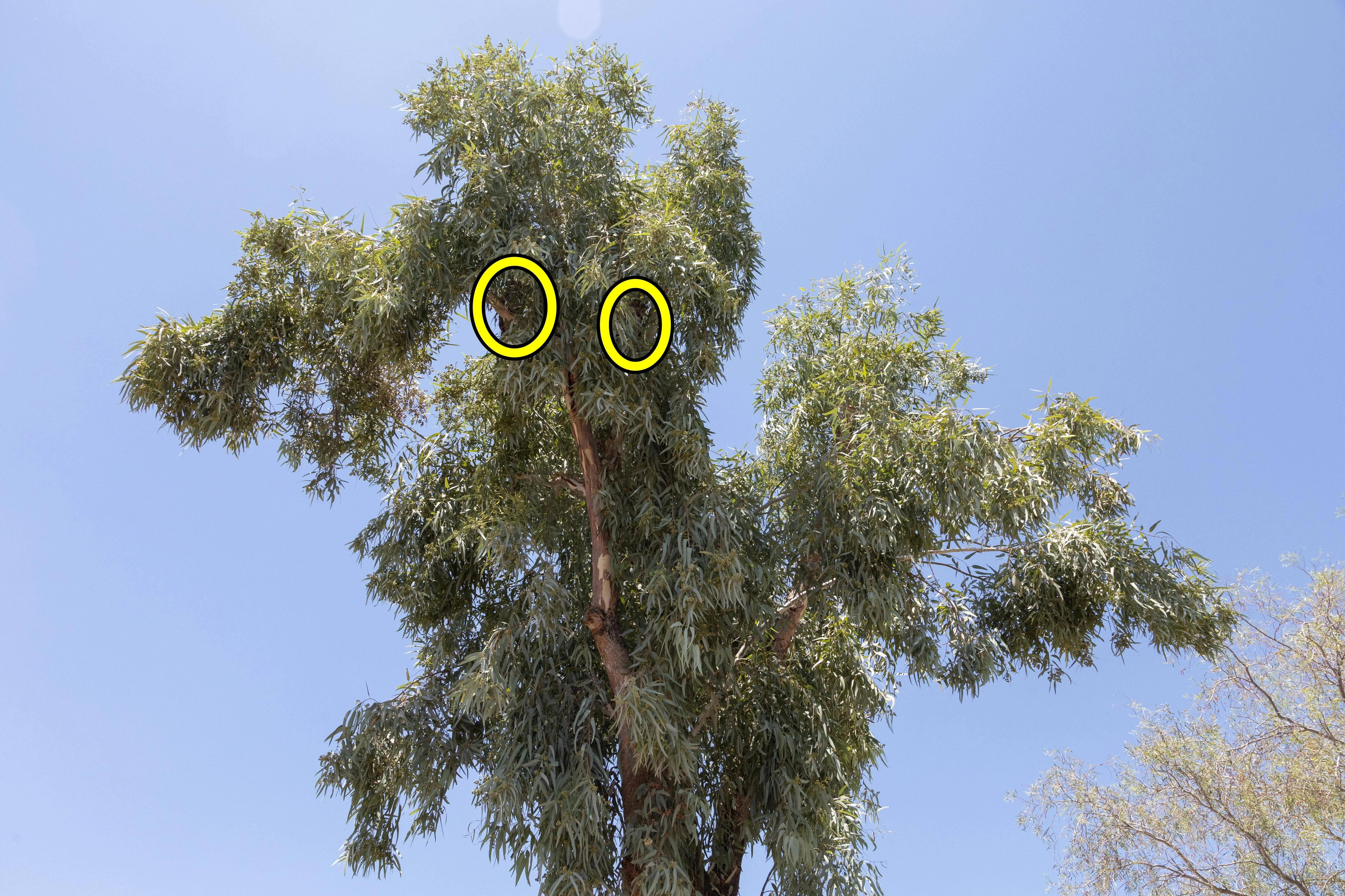 Find Two Owls 3