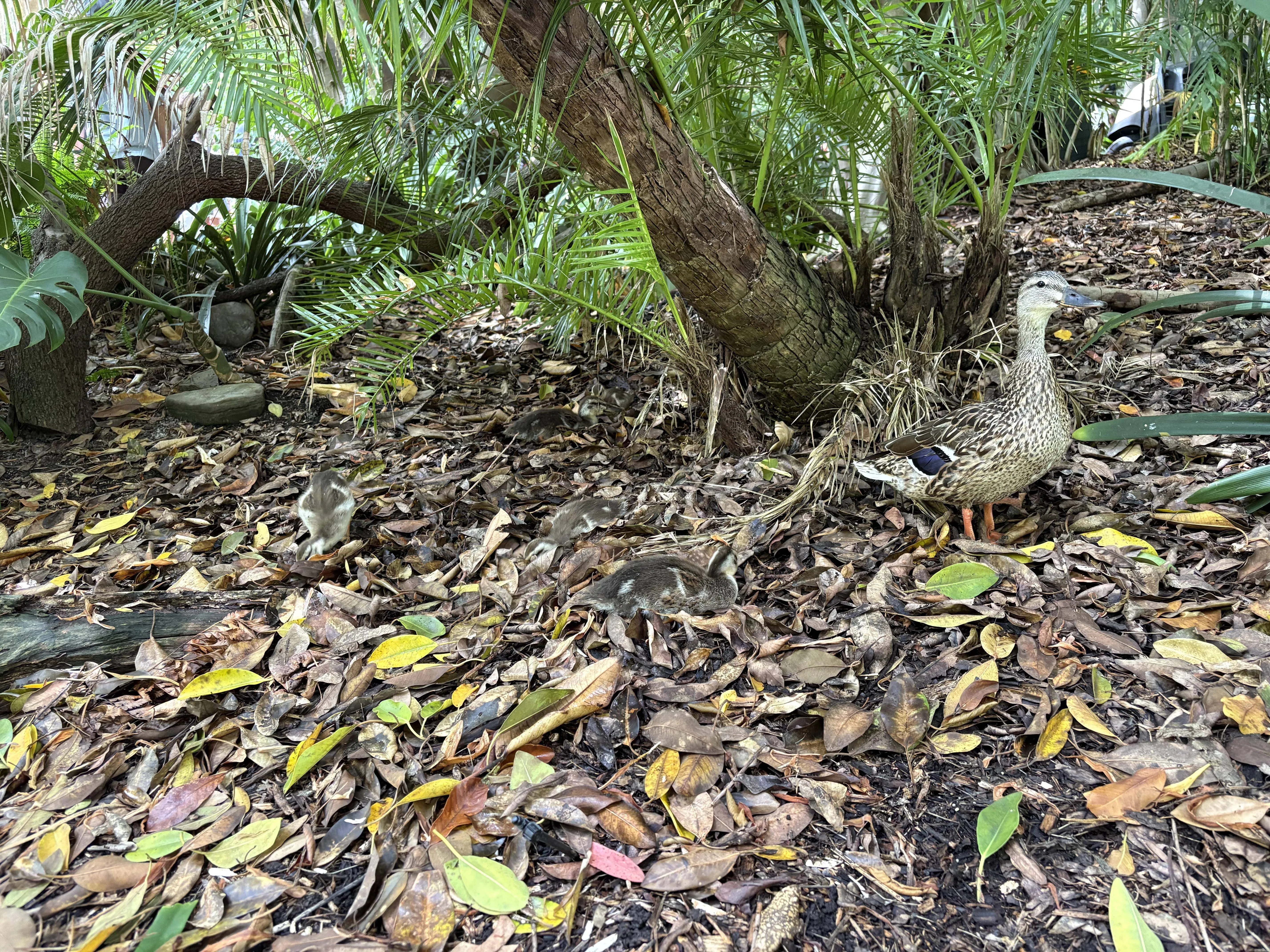 Ducklings 2