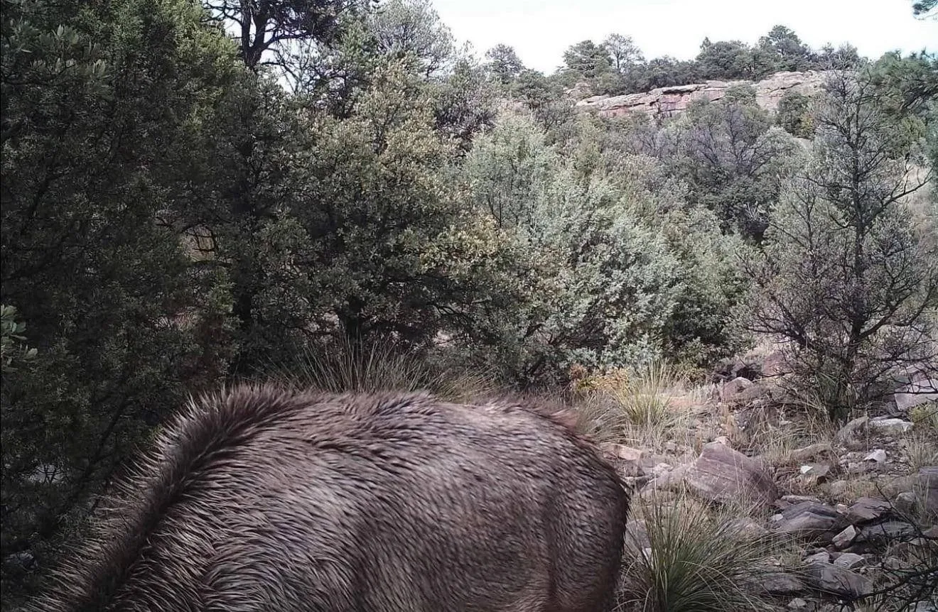 Mountain lion 2